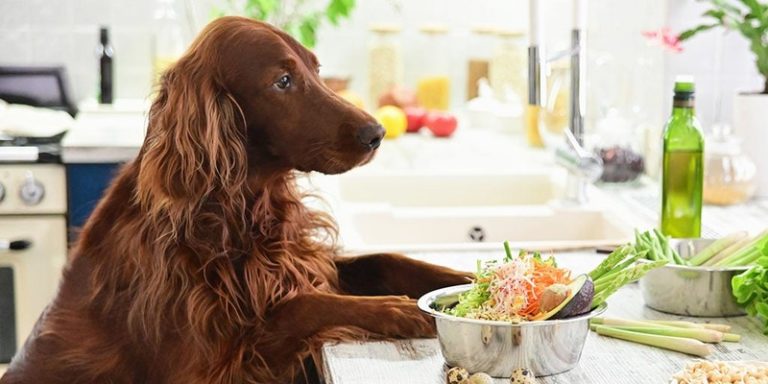 What is fresh pet food & why is it better?