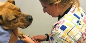 Can COVID-19 be transmitted between humans and animals?