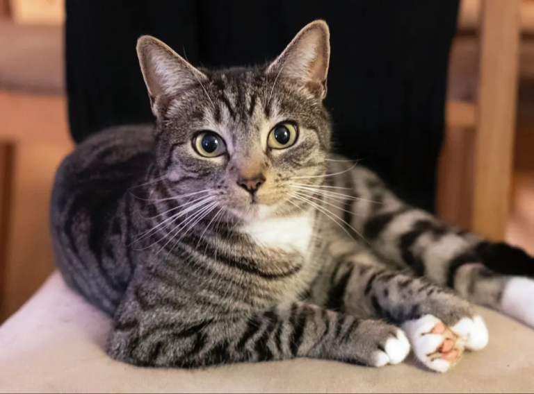 Things to Think about Before Getting a Cat as a Pet