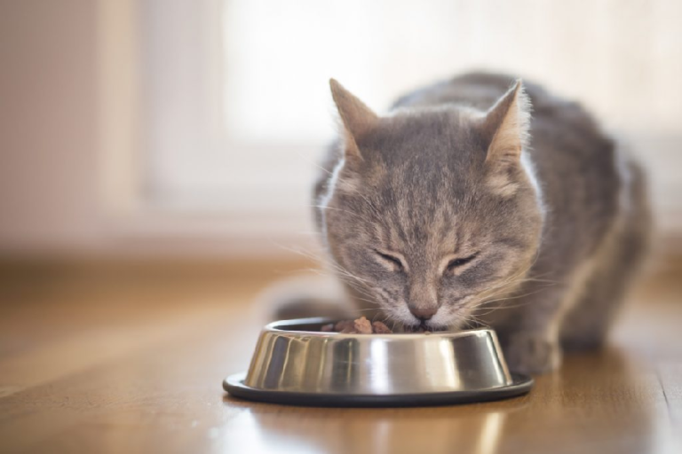 Know about Which Cat Food Is Best?