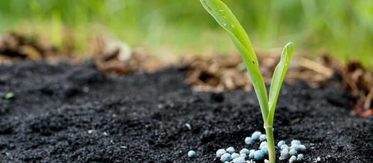 5 Tips to Choose the Best Fertilizers