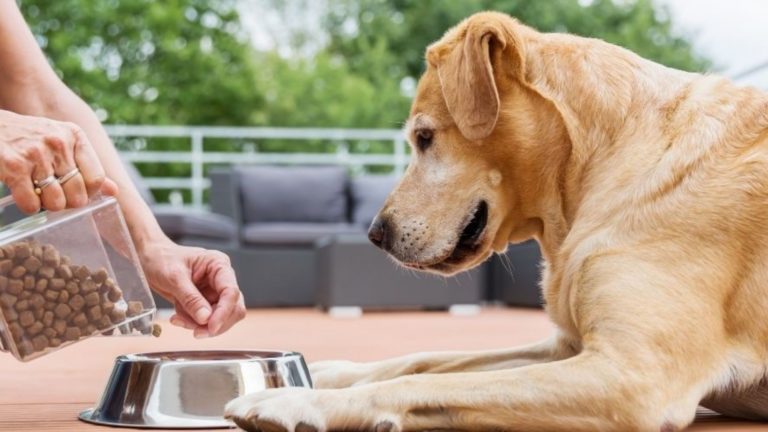 5 Factors To Consider When Buying Victor Dog Food     