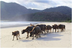 6 Recommended Beautiful Beaches in Lombok