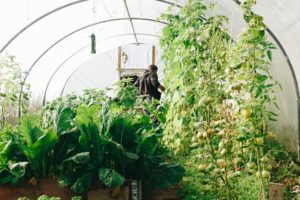 Greenhouse Projects: 5 Major Benefits of Using a Modern Greenhouse