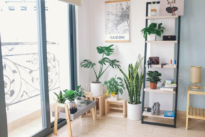 Ideas for Featuring Live Plants in Your Home