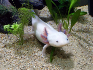 Important Things to Know About Axolotl Breeding
