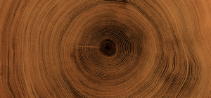 What Can Tree Rings Tell You About a Tree