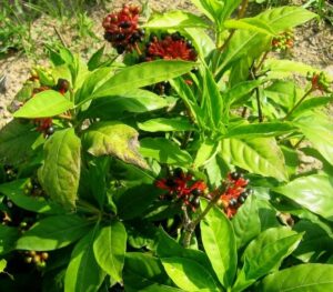 Some Essential Aspects To Know About The Extracts Derived From Snakeroot 