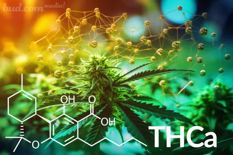 Seasonal THCA strains – What’s new in our Spring 2025 collection?