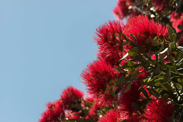 A Comprehensive Guide to Growing Pohutukawa Trees in New Zealand