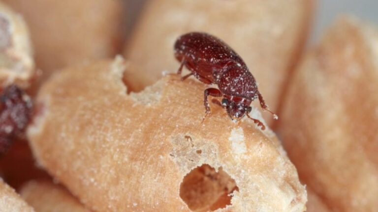 7 Common Pests in Springfield and How Exterminators Handle Them